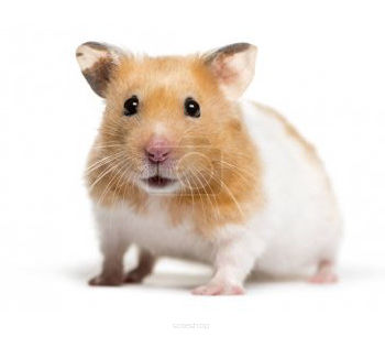 Oznakowanie księgozbioru