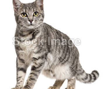 Tablice biblioteczne